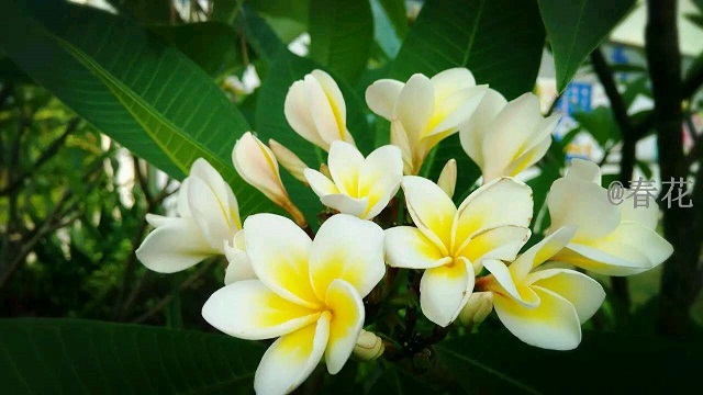 246184208613589290.jpg 246184208613589290.jpg